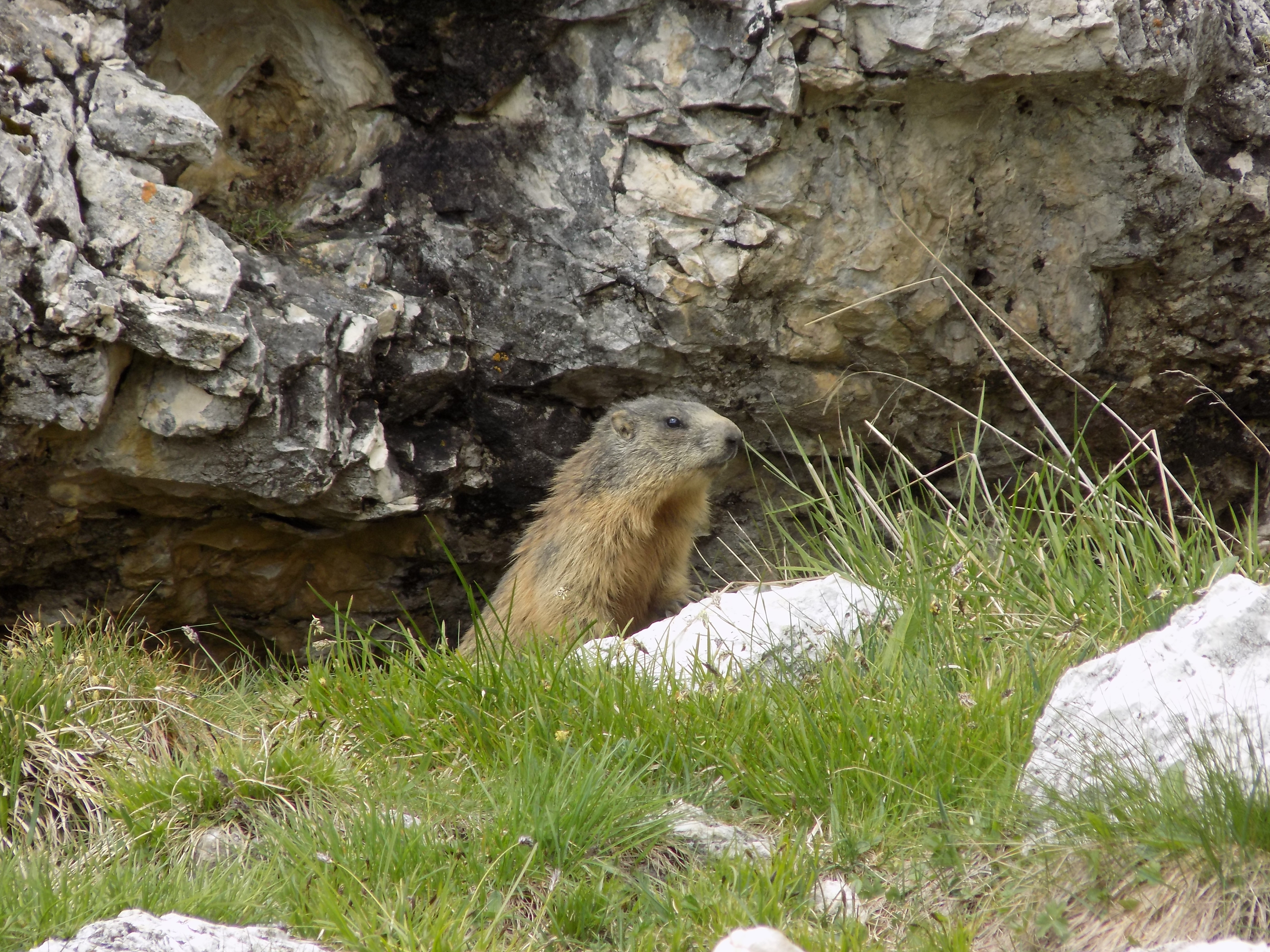 Marmot at the Sief Refugio